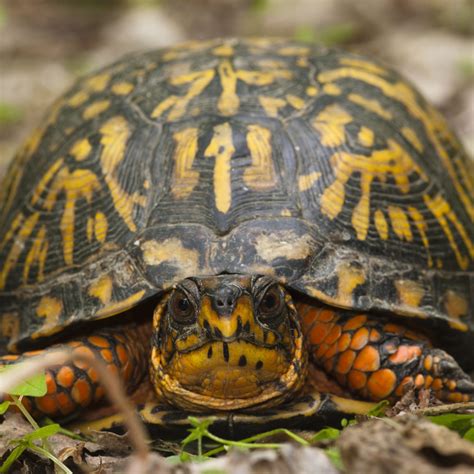 where are box turtles found